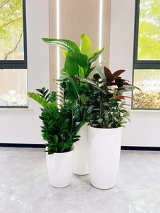 体验北仑盆景租赁,让生活与自然亲密接触